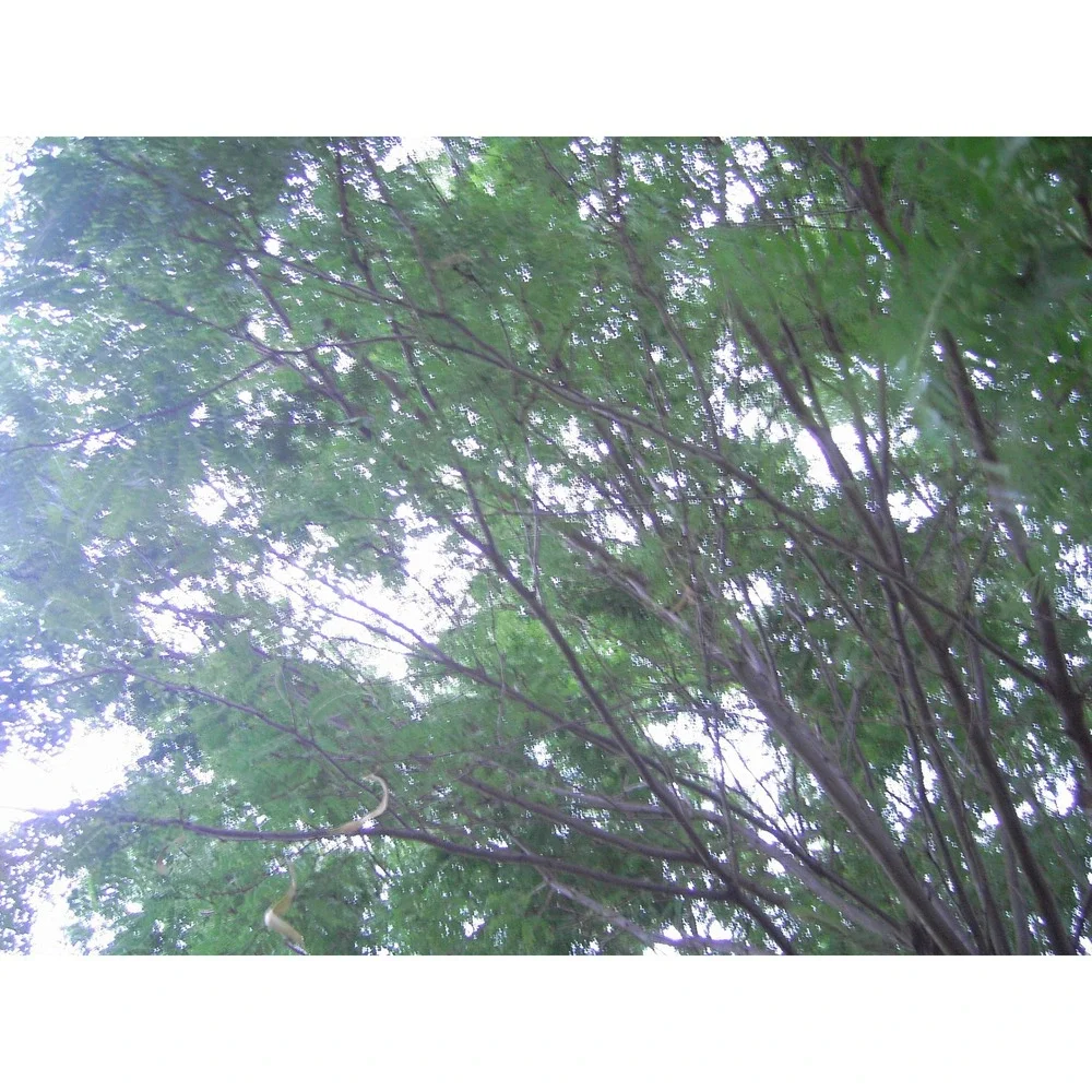 Gateway DC-T50 Digital Camera 5.25MP 3x Super Zoom Silver Vintage Y2K Bundle‎